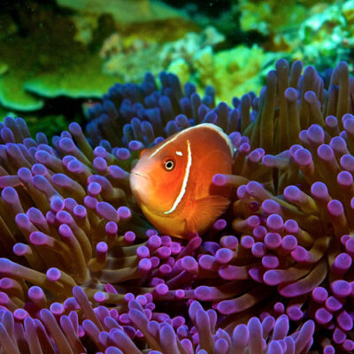 Clownfish or Anemone Fish