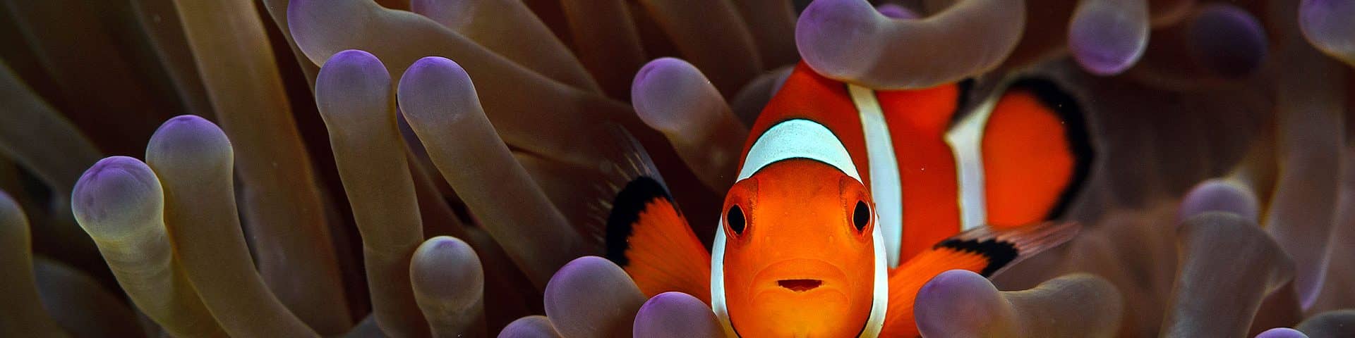 Clownfish Or Anemone Fish Www Abcsnorkelcharters Com Au